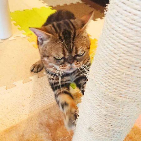 猫と断食の宿 Cat Inn Neko Kunisaki Eksteriør bilde