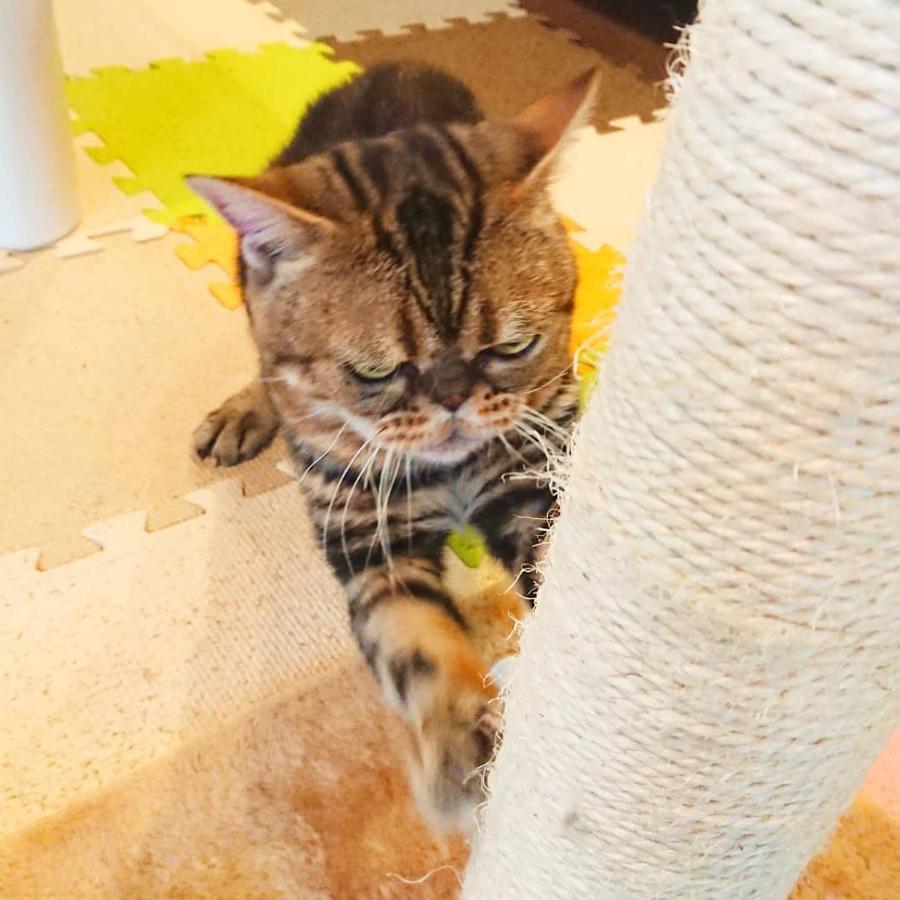 猫と断食の宿 Cat Inn Neko Kunisaki Eksteriør bilde